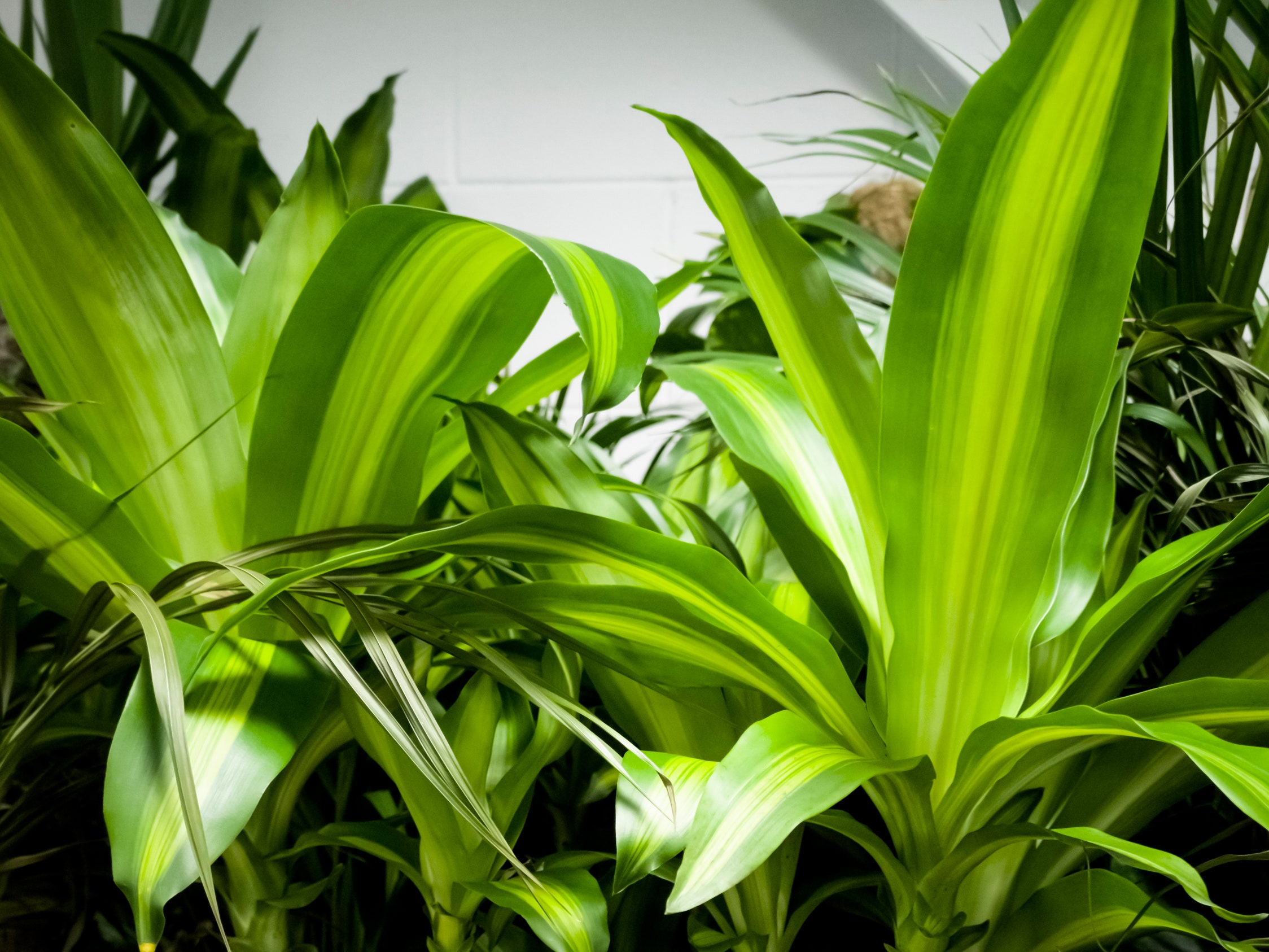 El palo de la felicidad: Una planta fácil de cuidar y llena de energía positiva