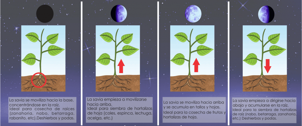 El poder del calendario lunar para sembrar: aprovecha las fases de la Luna para un crecimiento óptimo de tus cultivos