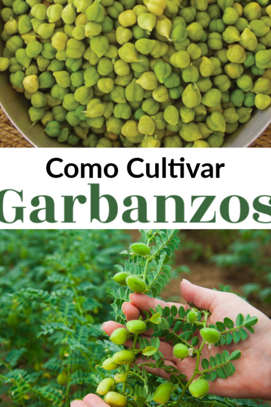 ¿Es posible sembrar garbanzos envasados? Descubre cómo cultivarlos con éxito en tu huerto