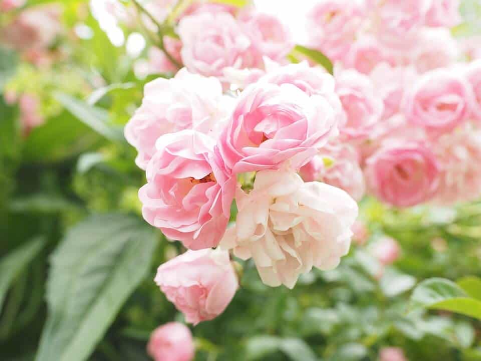 Guía completa: Aprende cómo plantar rosas en macetas paso a paso