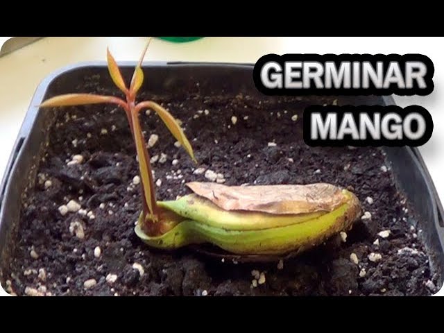 Guía completa: Cómo germinar una semilla de mango y lograr un exitoso cultivo