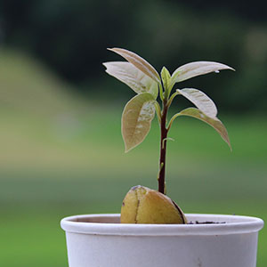 Guía completa: Cómo plantar aguacate en el campo de manera exitosa