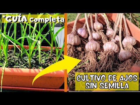 Guía completa: Cómo plantar ajos en macetas de manera exitosa