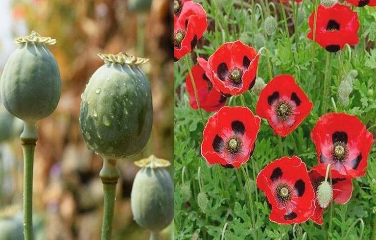 Guía completa: Cómo plantar amapolas y crear un jardín lleno de color