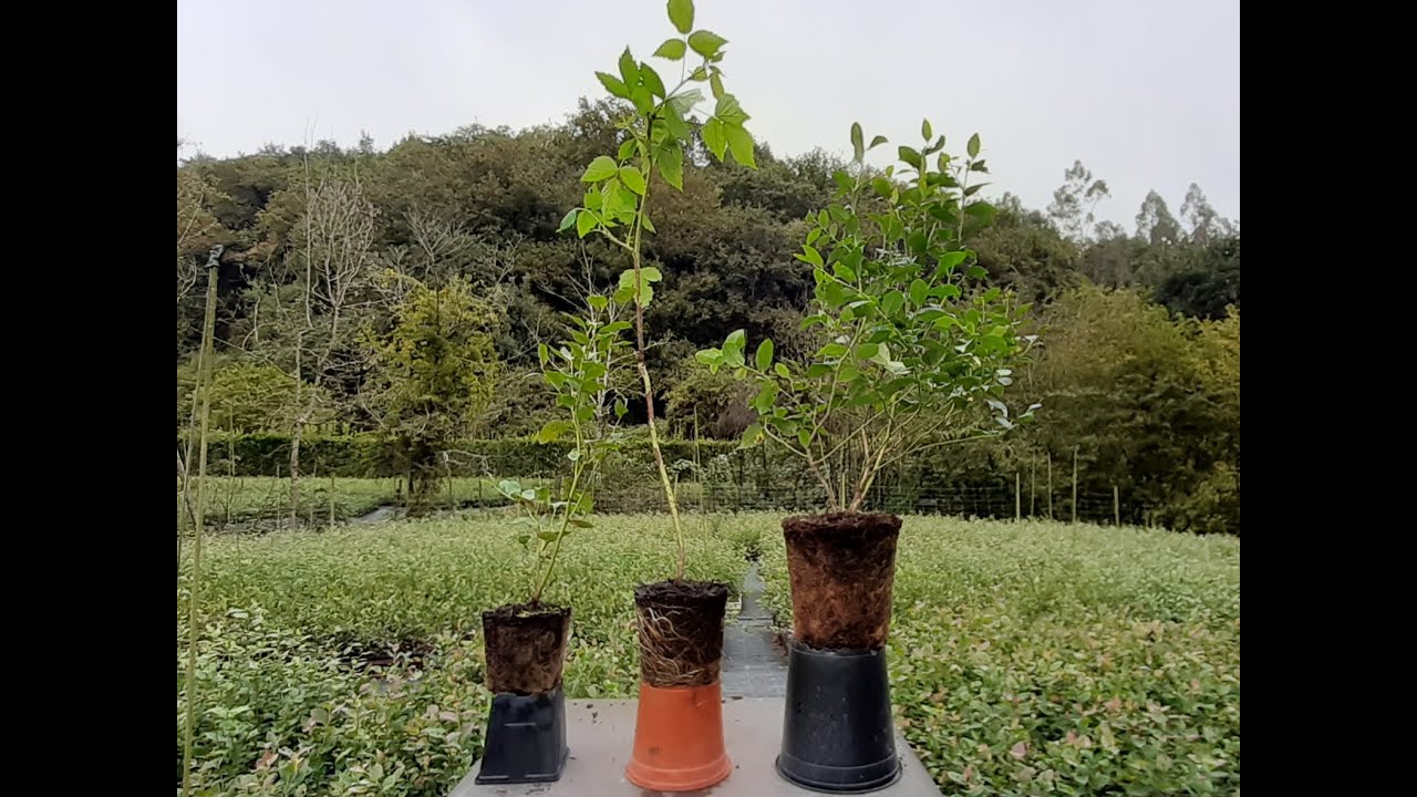 Guía completa: Cómo plantar arándanos en maceta paso a paso