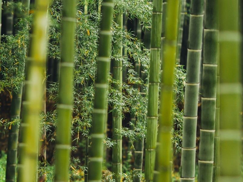 Guía completa: Cómo plantar bambú paso a paso para crear un oasis en tu jardín