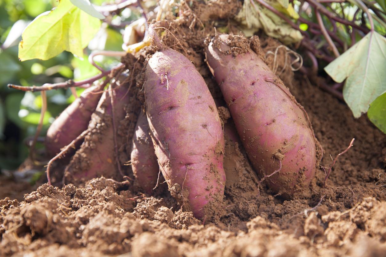 Guía completa: Cómo plantar boniatos en tierra y obtener una cosecha abundante