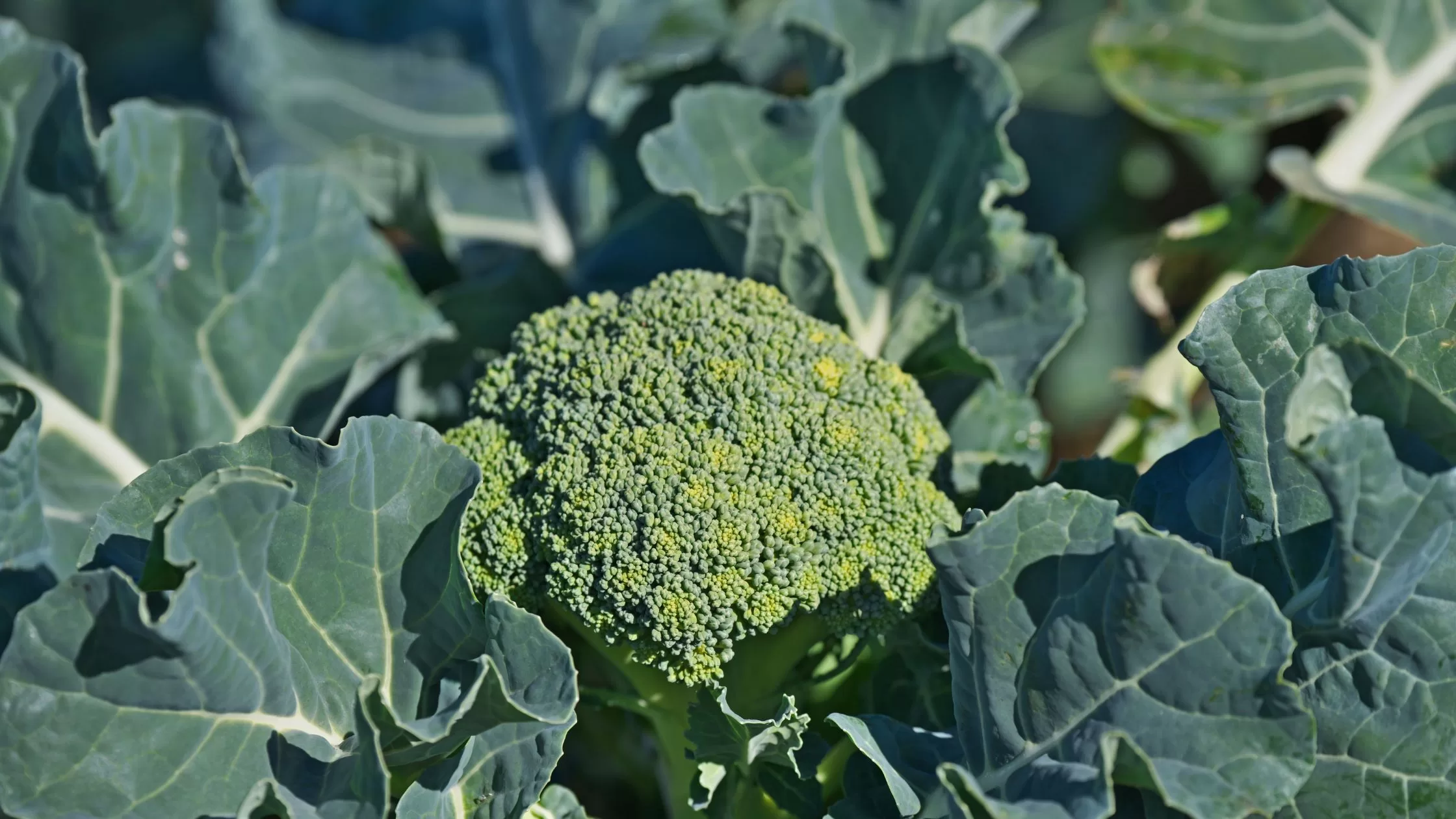 Guía completa: Cómo plantar brócoli en tu huerto