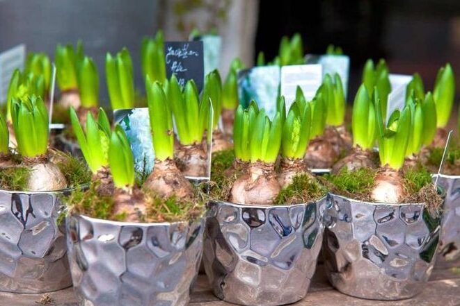 Guía completa: Cómo plantar bulbos de tulipanes en maceta y disfrutar de su belleza en casa