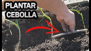 Guía completa: Cómo plantar cebollas en tu huerto paso a paso