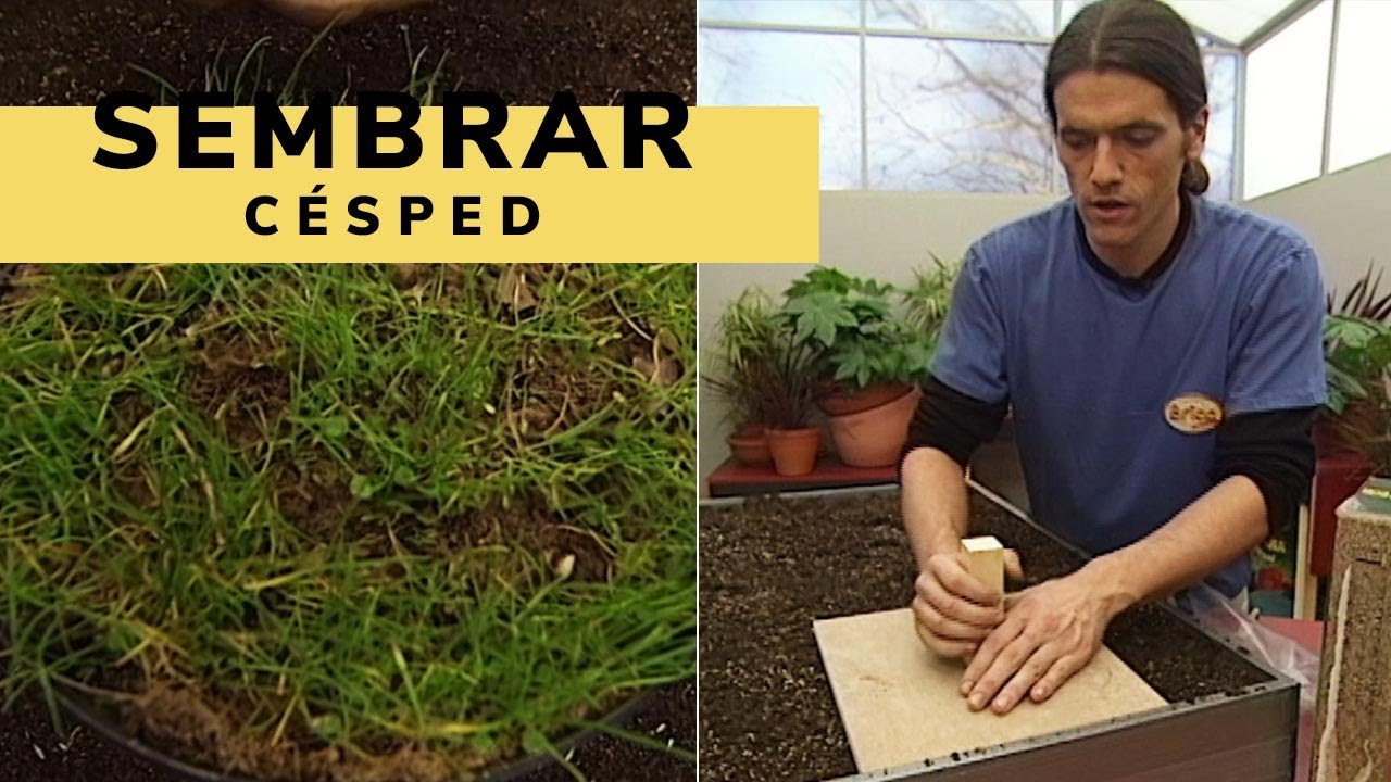 Guía completa: Cómo plantar césped en un terreno paso a paso