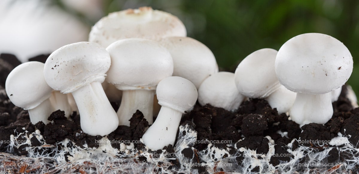 Guía completa: Cómo plantar champiñones paso a paso para tener una cosecha exitosa