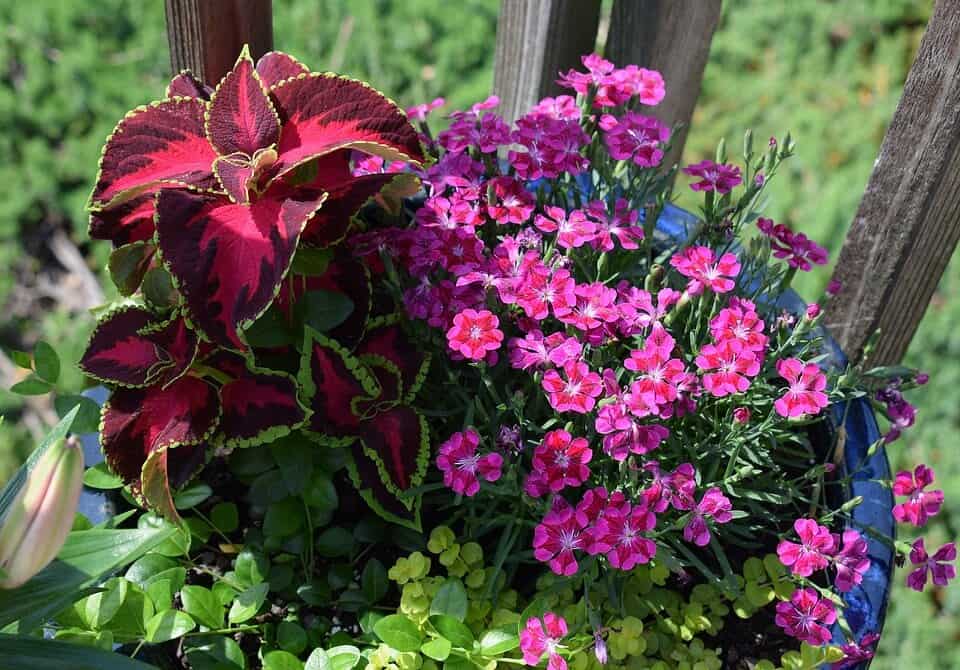 Guía completa: Cómo plantar claveles y lograr un jardín lleno de color