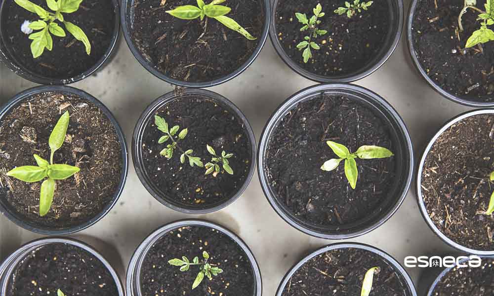 Guía completa: Cómo plantar en semilleros paso a paso para un cultivo exitoso
