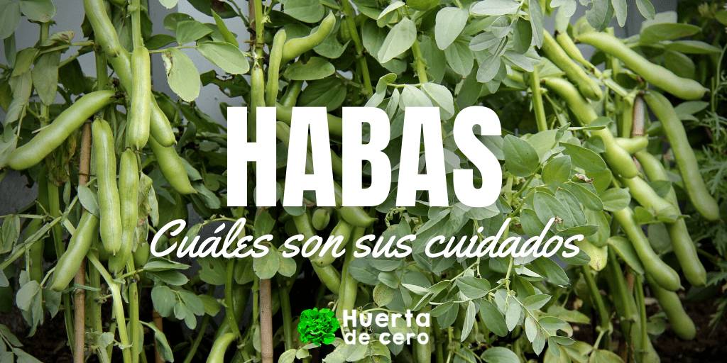 Guía completa: Cómo plantar fava con éxito en tu huerto