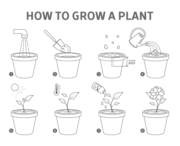 Guía completa: Cómo plantar flores en macetas paso a paso