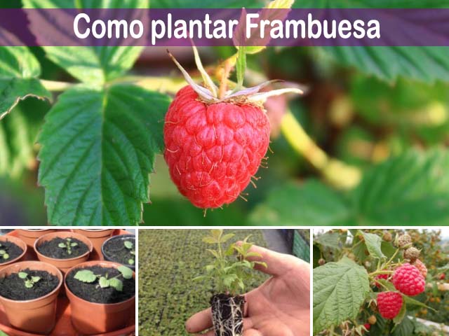 Guía completa: Cómo plantar frambuesas en maceta y disfrutar de una deliciosa cosecha en casa