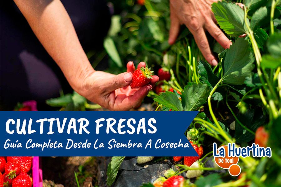 Guía completa: Cómo plantar fresas en el huerto paso a paso