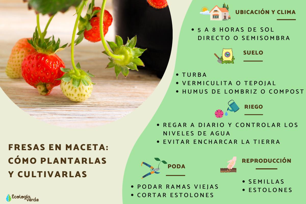 Guía completa: Cómo plantar fresas en maceta paso a paso