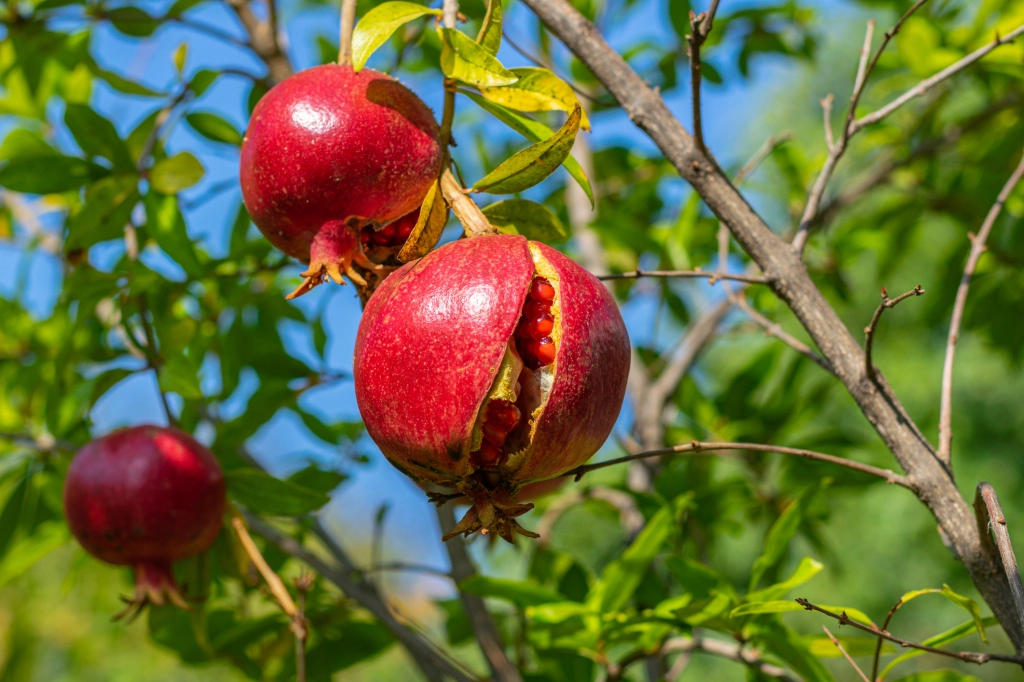 Guía completa: Cómo plantar granadas y disfrutar de su delicioso fruto
