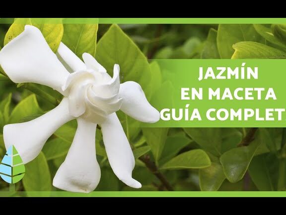 Guía completa: Cómo plantar jazmín y disfrutar de su fragancia en tu jardín