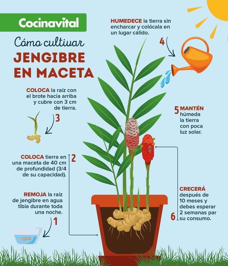 Guía completa: cómo plantar jengibre en maceta y disfrutar de sus beneficios en casa