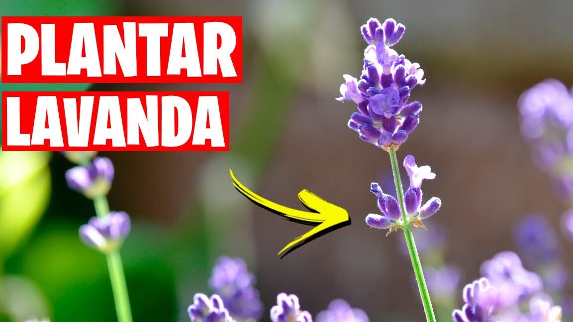 Guía completa: Cómo plantar lavanda por esquejes y obtener un hermoso jardín aromático