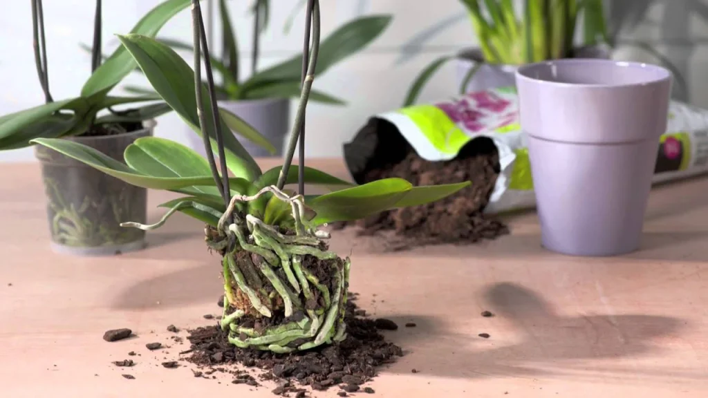 Guía completa: Cómo plantar Leucadendron por esquejes en tu jardín