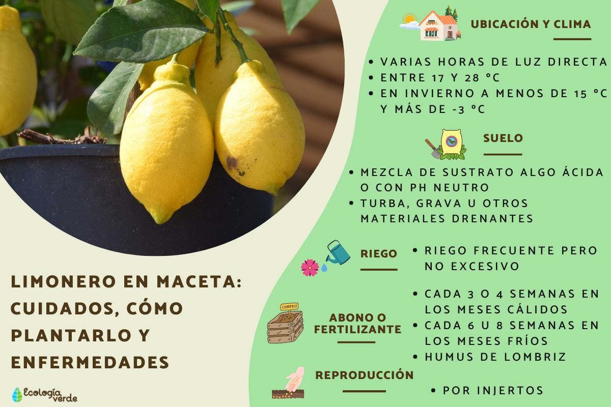Guía completa: Cómo plantar limones en macetas paso a paso