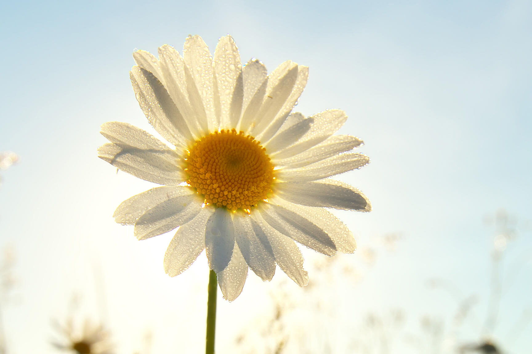 Guía completa: Cómo plantar margaritas y disfrutar de su belleza en tu jardín