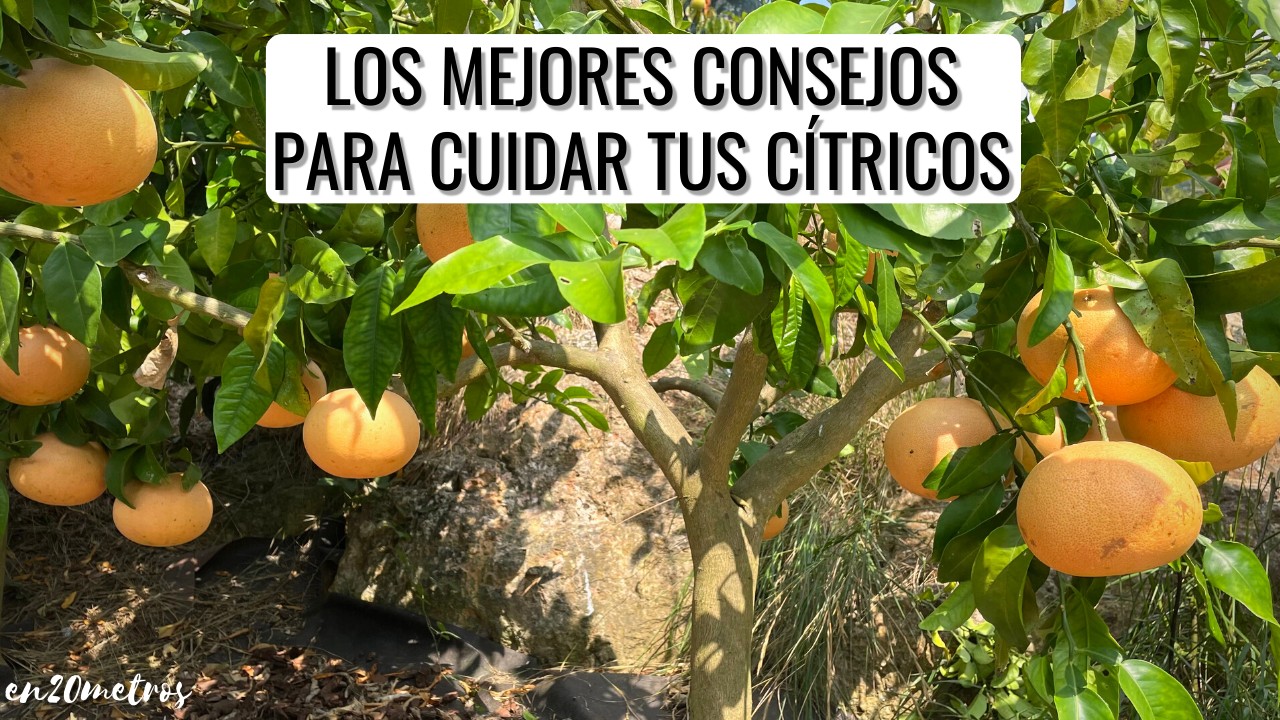 Guía completa: Cómo plantar naranjas y disfrutar de tus propios cítricos en casa