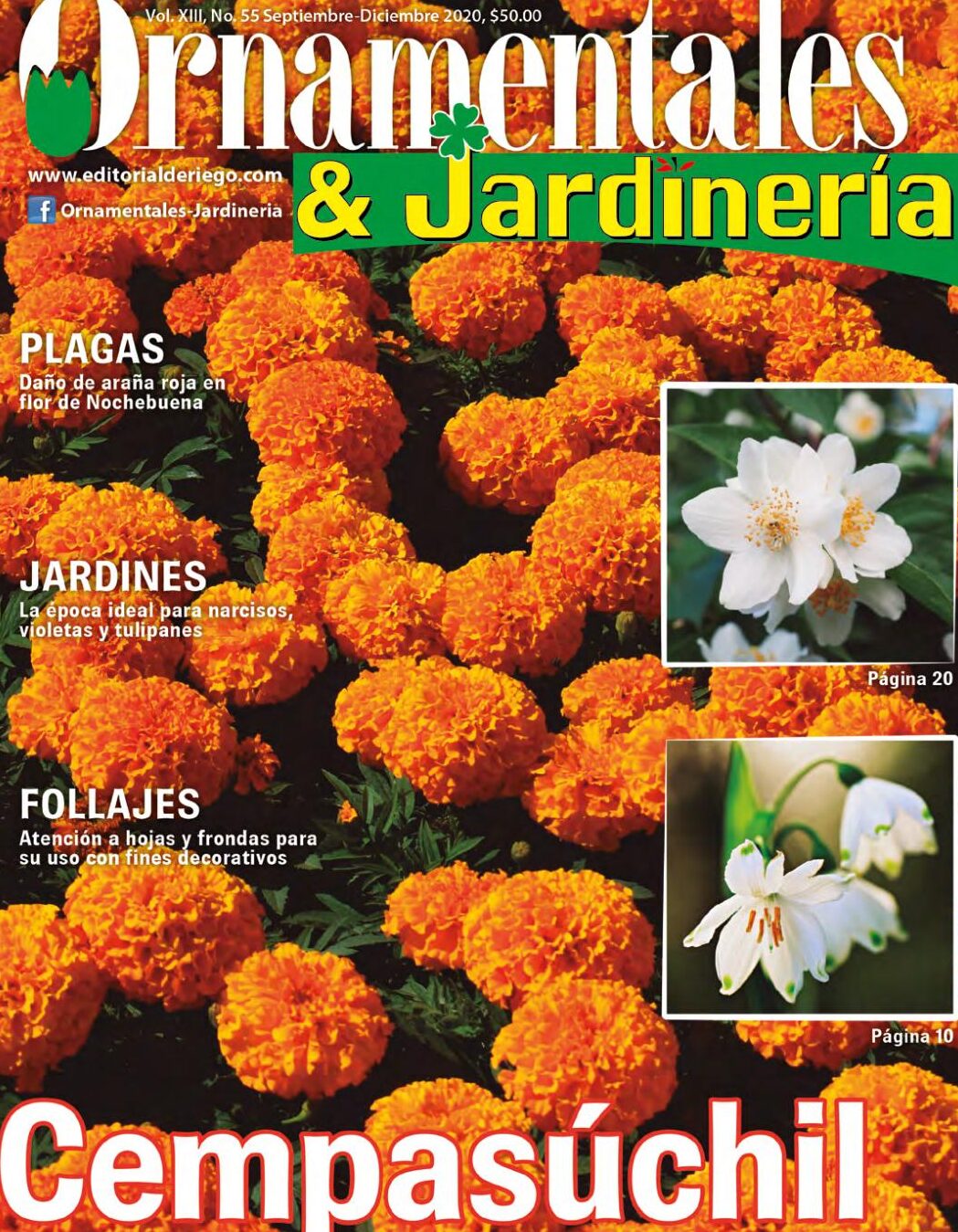 Guía completa: Cómo plantar narcisos y disfrutar de su belleza en tu jardín
