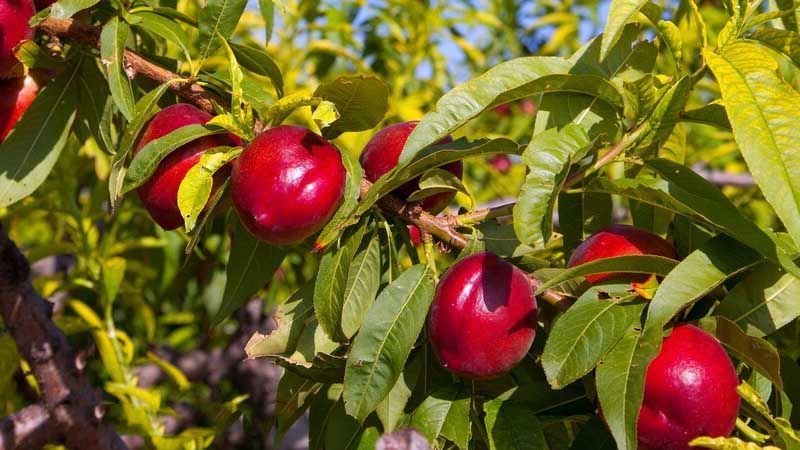 Guía completa: Cómo plantar nectarinas y disfrutar de su delicioso sabor en casa