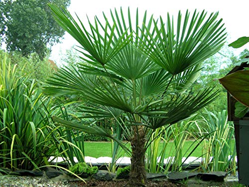 Guía completa: Cómo plantar palmeras en macetas y lograr un oasis tropical en tu hogar