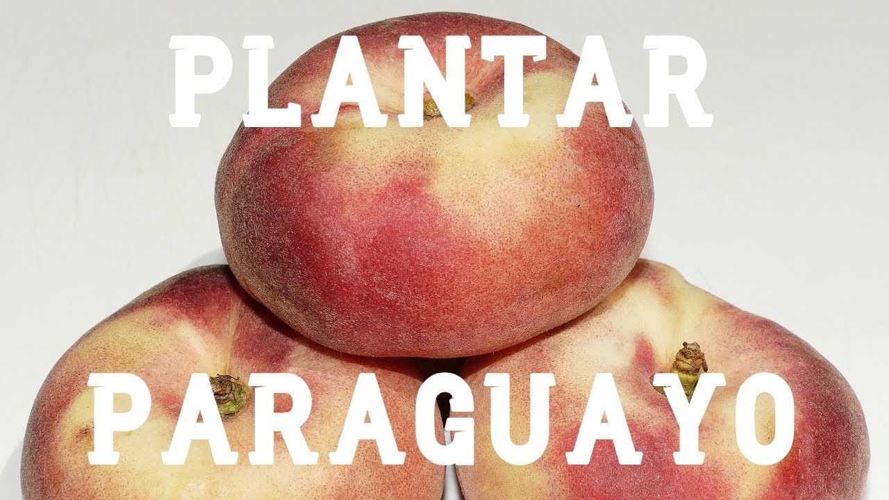 Guía completa: Como plantar paraguayos para disfrutar de deliciosos frutos en casa