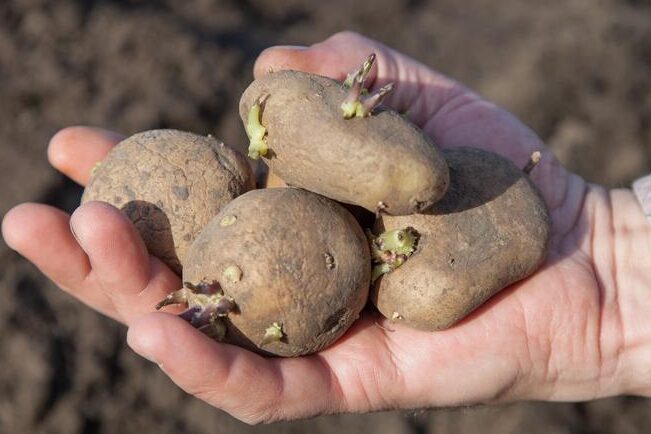 Guía completa: Cómo plantar patatas en casa y obtener una cosecha exitosa