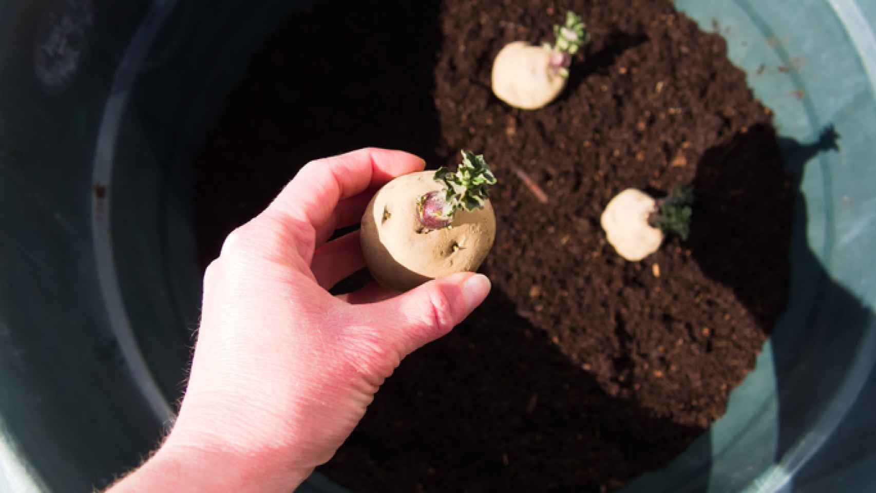 Guía completa: Cómo plantar patatas en tu huerto paso a paso