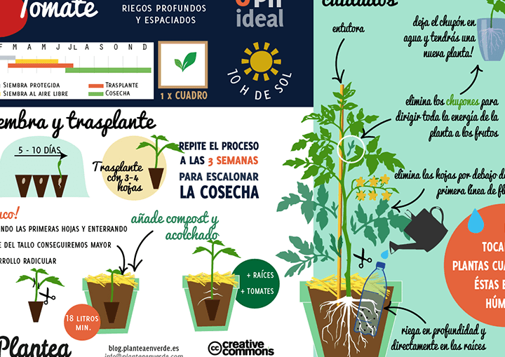 Guía completa: Cómo plantar pimientos verdes y asegurar una cosecha exitosa