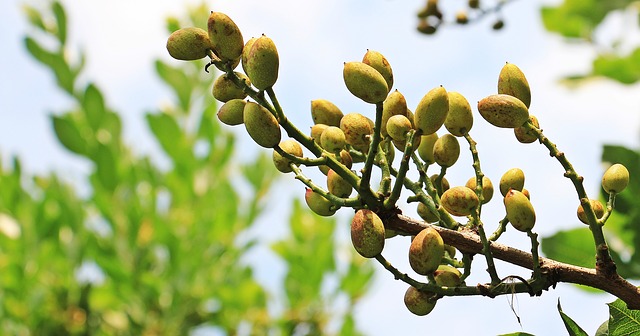 Guía completa: Cómo plantar pistachos en maceta paso a paso