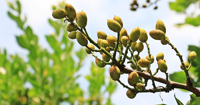 Guía completa: Cómo plantar pistachos machos y hembras para obtener una cosecha exitosa