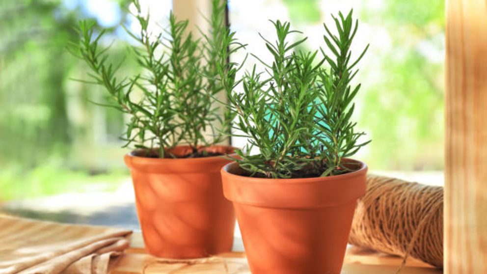 Guía completa: cómo plantar romero en maceta y asegurar su crecimiento saludable
