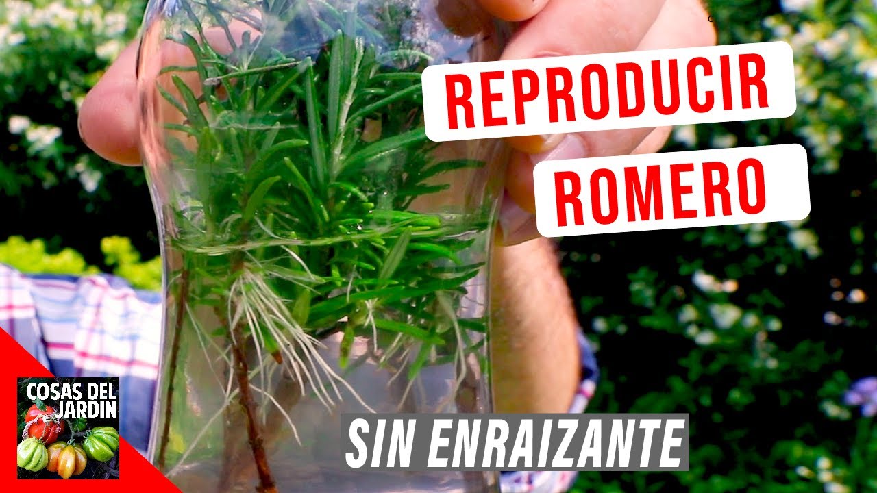 Guía completa: Cómo plantar romero y aprovechar sus beneficios