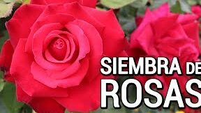 Guía completa: Cómo plantar rosas a partir de tallos correctamente