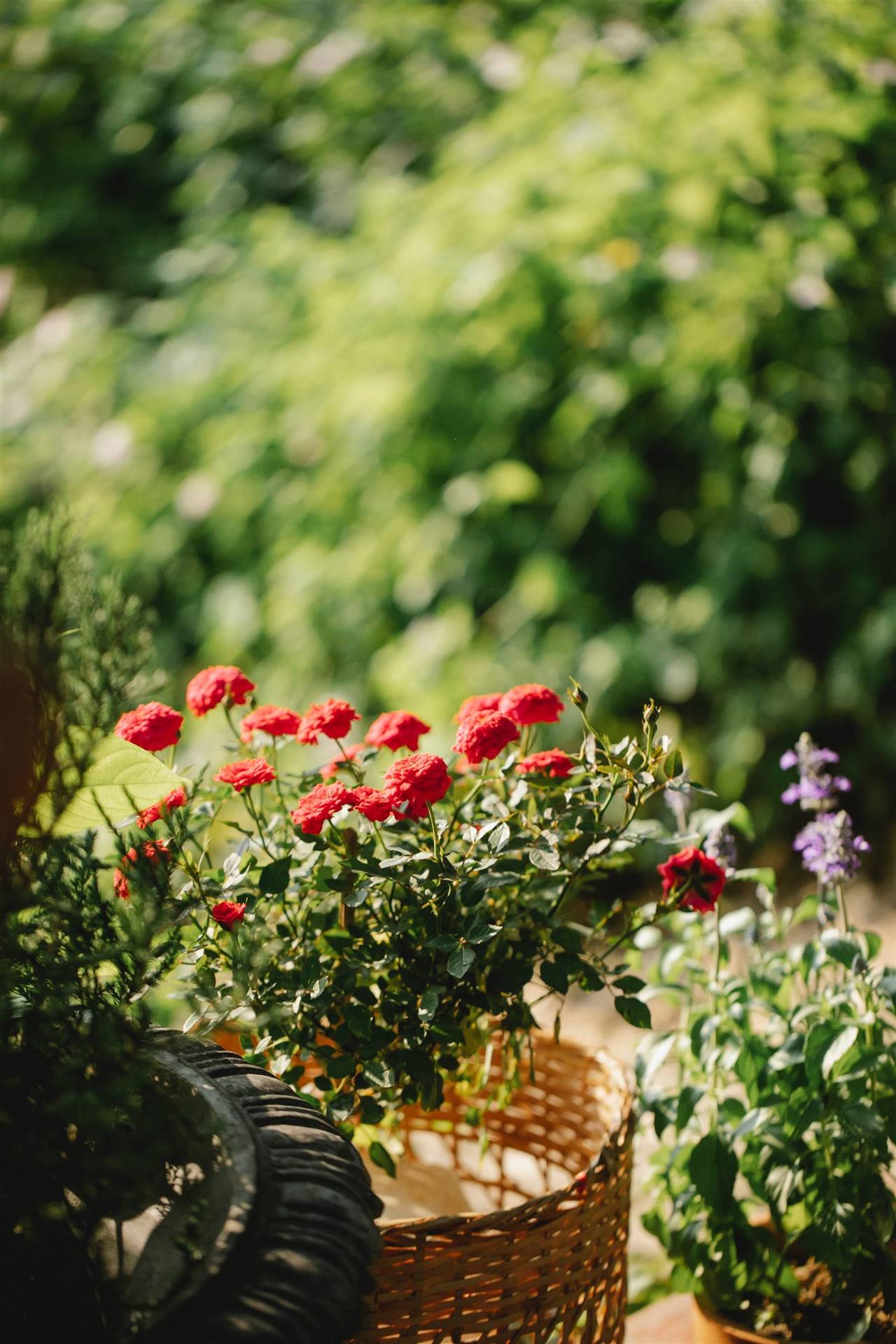 Guía completa: Cómo plantar roseiras y disfrutar de hermosas rosas en tu jardín