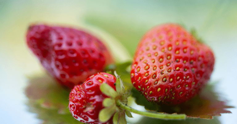 Guía completa: Cómo plantar semillas de fresa y disfrutar de una cosecha dulce y saludable