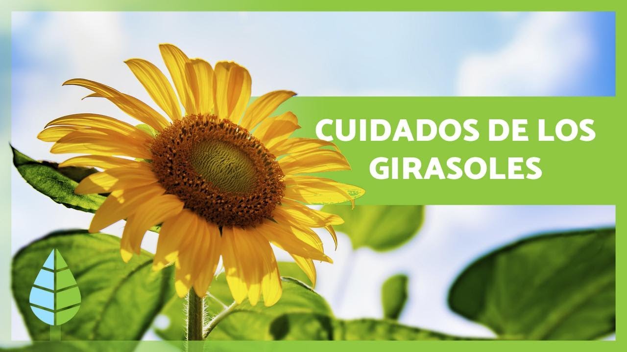 Guía completa: Cómo plantar semillas de girasol paso a paso