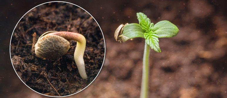 Guía completa: Cómo plantar semillas de marihuana y obtener un cultivo exitoso