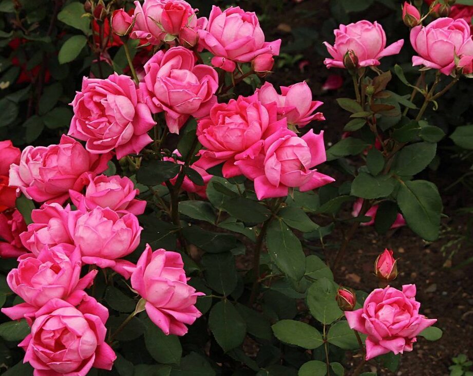 Guía completa: cómo plantar semillas de rosas y lograr un jardín floreciente