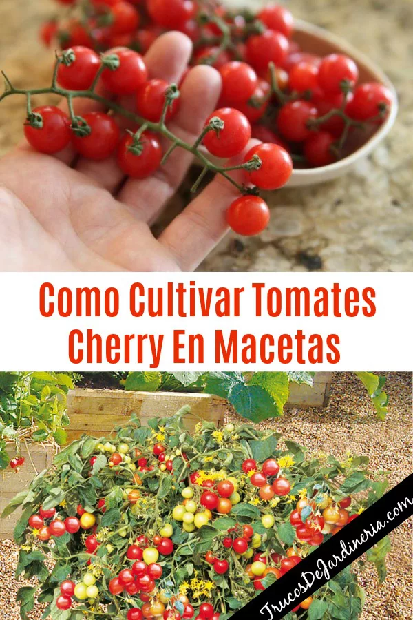 Guía completa: Cómo plantar tomate cherry en maceta y obtener una cosecha abundante