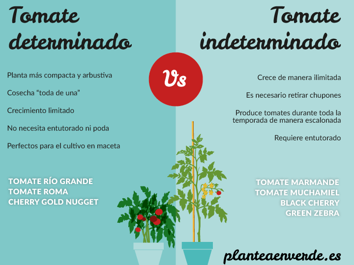 Guía completa: Cómo plantar tomateras y disfrutar de una cosecha abundante